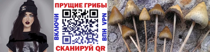 кракен онион  купить наркотики цена  Асбест  Псилоцибиновые грибы ЛСД 
